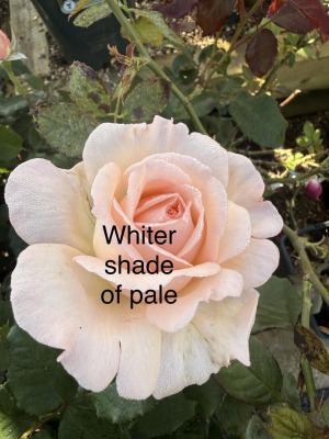 Whiter Shade of Pale.jpeg